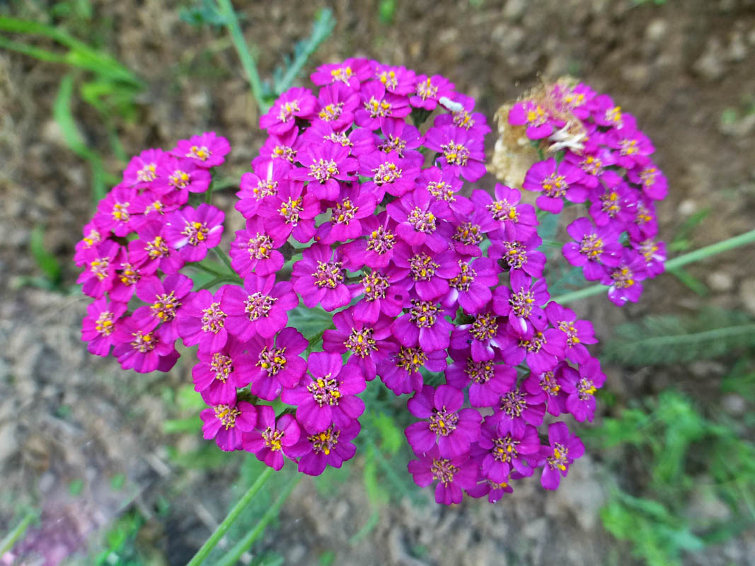 Achillea millefolium hort